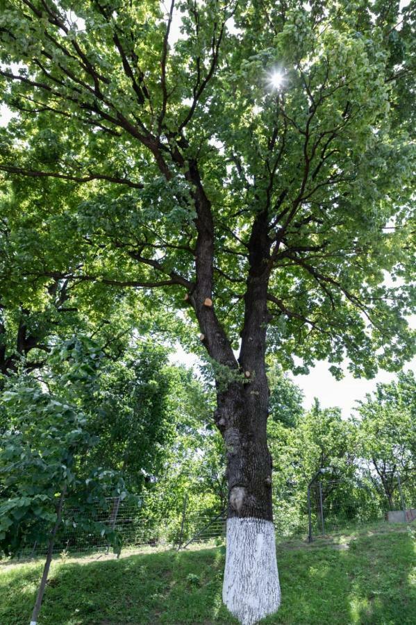 Hotel Stejarul Lui Andrei Izvoarele  Zewnętrze zdjęcie